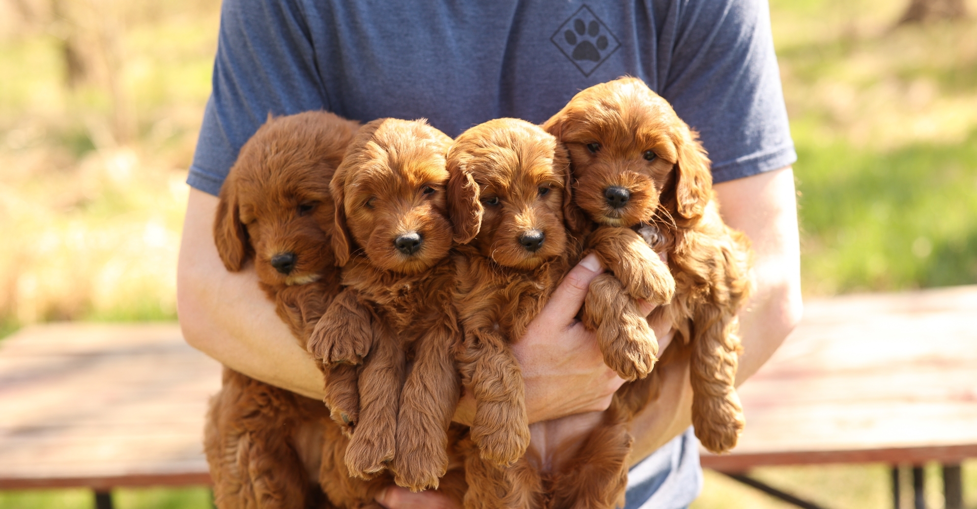 F1 Mini Goldendoodles In Arms.jpg